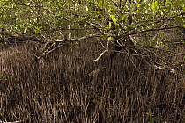 Black Mangrove (Avicennia germinans) with pneumatophores, Sian Ka'an Biosphere Reserve, Quintana Roo, Mexico