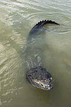 Morelet's Crocodile (Crocodylus moreletii) at surface, Coba, Quintana Roo, Mexico