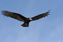 Lesser Yellow-headed Vulture (Cathartes burrovianus) flying, Sian Ka'an Biosphere Reserve, Quintana Roo, Mexico