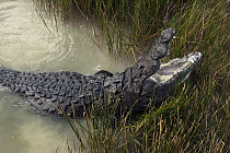 Morelet's Crocodile (Crocodylus moreletii) displaying, Coba, Quintana Roo, Mexico