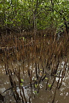 Black Mangrove (Avicennia germinans) with pneumatophores, Sian Ka'an Biosphere Reserve, Quintana Roo, Mexico
