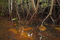 Red Mangrove (Rhizophora mangle) aerial roots, Sian Ka'an Biosphere Reserve, Quintana Roo, Mexico