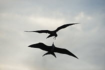 Magnificent Frigatebird (Fregata magnificens) pair fighting, Sian Ka'an Biosphere Reserve, Quintana Roo, Mexico