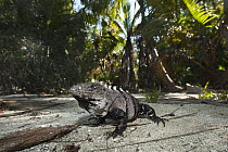Black Spiny-tailed Iguana (Ctenosaura similis) on beach, Sian Ka'an Biosphere Reserve, Quintana Roo, Mexico