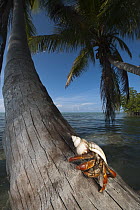 Purple Claw Land Hermit (Coenobita clypeatus) on palm trunk, Sian Ka'an Biosphere Reserve, Quintana Roo, Mexico