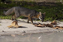 Common Gray Fox (Urocyon cinereoargenteus) on shore, Sian Ka'an Biosphere Reserve, Quintana Roo, Mexico