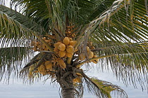 Coconut Palm (Cocos nucifera) fruit, Sian Ka'an Biosphere Reserve, Quintana Roo, Mexico