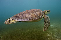 Green Sea Turtle (Chelonia mydas), Sian Ka'an Biosphere Reserve, Quintana Roo, Mexico