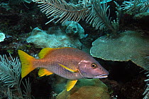Schoolmaster (Lutjanus apodus), Xcalak National Reef Park, Mahahual, Quintana Roo, Mexico