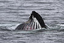 Humpback Whale (Megaptera novaeangliae) showing throat grooves while gulp feeding, Antarctica