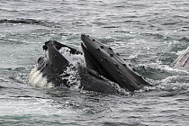 Humpback Whale (Megaptera novaeangliae) showing baleen plates while gulp feeding, Antarctica