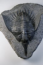 Trilobite (Psychopyge elegans) fossil