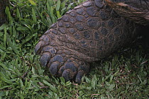 Volcan Alcedo Giant Tortoise (Chelonoidis nigra vandenburghi) foot, Alcedo Volcano, Isabella Island, Galapagos Islands, Ecuador