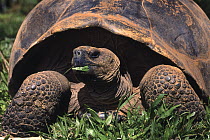 Volcan Alcedo Giant Tortoise (Chelonoidis nigra vandenburghi) eating grass, Alcedo Volcano, Isabella Island, Galapagos Islands, Ecuador
