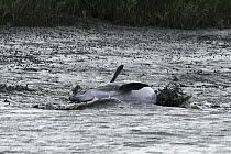 Bottlenose Dolphin (Tursiops truncatus) beaching itself to feed on mullet, South Carolina