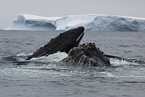 Humpback Whale (Megaptera novaeangliae) pair gulp feeding, Antarctica