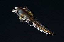 Bigfin Reef Squid (Sepioteuthis lessoniana) showing bioluminescence, native to Asian waters