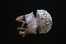 Papuan Jellyfish (Mastigias papua), native to southern Pacific Ocean