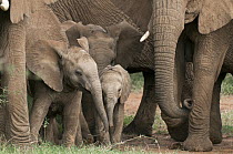 African Elephant (Loxodonta africana) calves protected by females, Mpala Research Centre, Kenya