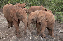 African Elephant (Loxodonta africana) orphans rescued and cared for by the David Sheldrick Wildlife Trust, Nairobi, Kenya