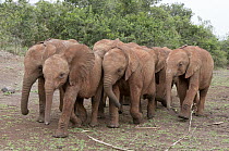 African Elephant (Loxodonta africana) orphans rescued and cared for by the David Sheldrick Wildlife Trust, Nairobi, Kenya