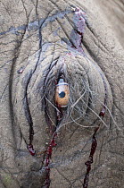 African Elephant (Loxodonta africana) eye of poaching victim, Kenya