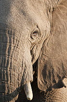 African Elephant (Loxodonta africana), Tumaren Ranch, Kenya