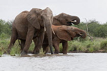 African Elephant (Loxodonta africana) group drinking, Tumaren Ranch, Kenya