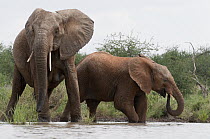 African Elephant (Loxodonta africana) pair drinking, Tumaren Ranch, Kenya