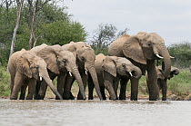 African Elephant (Loxodonta africana) herd drinking, Tumaren Ranch, Kenya