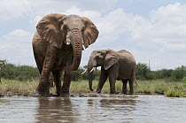 African Elephant (Loxodonta africana) pair drinking, Tumaren Ranch, Kenya