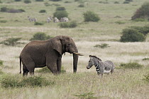 African Elephant (Loxodonta africana) and Grevy's Zebra (Equus grevyi), Tumaren Ranch, Kenya