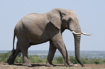 African Elephant (Loxodonta africana) bull, El Karama Ranch, Kenya