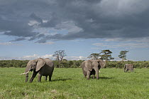 African Elephant (Loxodonta africana) trio, Ol Pejeta Conservancy, Kenya