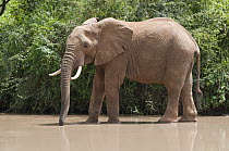 African Elephant (Loxodonta africana) drinking in shallow water, Mpala Research Centre, Kenya