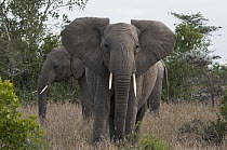 African Elephant (Loxodonta africana) in defensive posture, Ol Pejeta Conservancy, Kenya