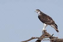 African Hawk-Eagle (Hieraaetus spilogaster), Lewa Wildlife Conservation Area, Kenya