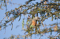 Red-bellied Parrot (Poicephalus rufiventris) feeding, Lewa Wildlife Conservation Area, Kenya