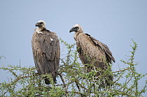White-backed Vulture (Gyps africanus) pair, Mpala Research Centre, Kenya