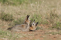 Bat-eared Fox (Otocyon megalotis) pair playing, Laikipia Wildlife Conservancy, Kenya