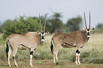 Beisa Gemsbok (Oryx gazella beisa) pair, Mpala Research Centre, Kenya