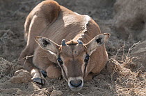 Beisa Gemsbok (Oryx gazella beisa) calf, Solio Game Reserve, Kenya