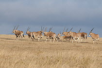 Beisa Gemsbok (Oryx gazella beisa) herd, Solio Game Reserve, Kenya