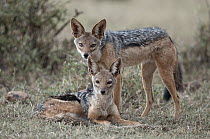 Black-backed Jackal (Canis mesomelas) pair, Loisaba Wilderness, Kenya