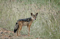 Black-backed Jackal (Canis mesomelas), El Karama Ranch, Kenya