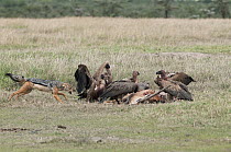 Black-backed Jackal (Canis mesomelas) trying to scare away Ruppell's Griffons (Gyps rueppellii) from male Grant's Gazelle (Nanger granti) carcass, Ol Pejeta Conservancy, Kenya