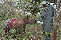 Black Rhinoceros (Diceros bicornis) seven months old baby female orphan cared for at the David Sheldrick Wildlife Trust, Nairobi, Kenya