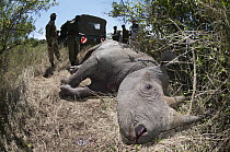 Black Rhinoceros (Diceros bicornis) mother of orphaned baby dying of gunshot wounds, Solio Game Reserve, Kenya