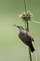 Bronze Sunbird (Nectarinia kilimensis) calling, Mpala Research Centre, Kenya