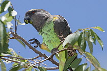 Meyer's Parrot (Poicephalus meyeri) feeding, Mpala Research Centre, Kenya